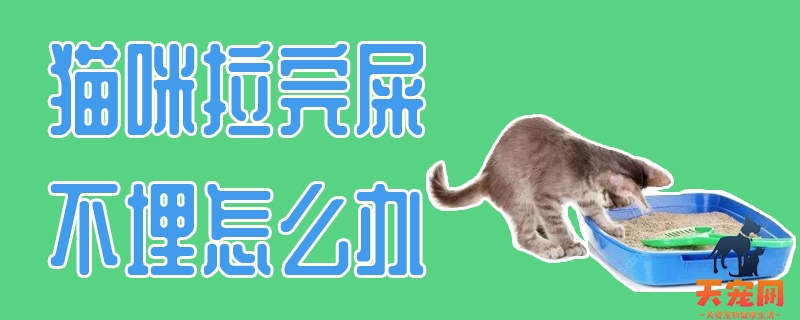 猫咪拉完屎不埋怎么办