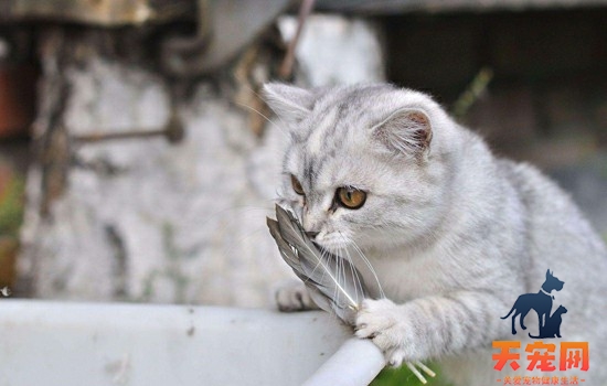 猫吃粽子会拉肚子吗 猫吃粽子会有事吗