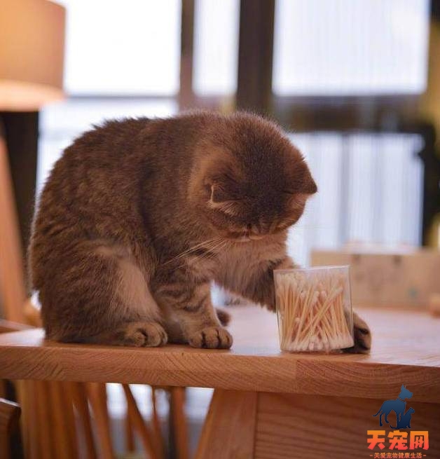 猫为什么痴迷棉签 猫用过棉签后的反应