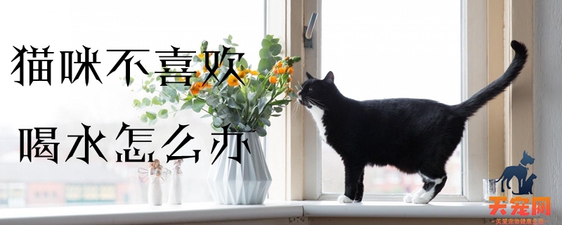 猫咪不喜欢喝水怎么办