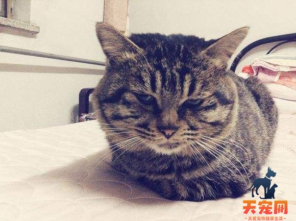 狸花猫为什么怕冷 猫咪的被毛层次少