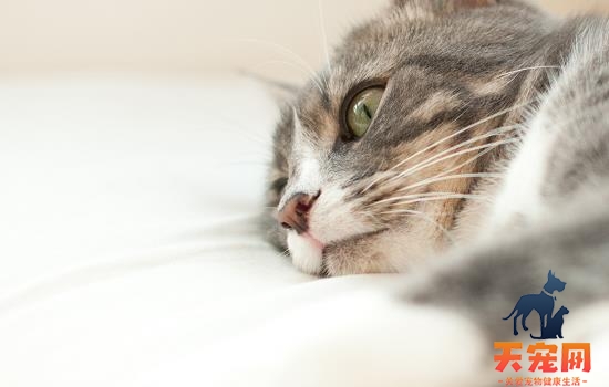 猫咪驱虫有什么副作用吗 猫咪体外驱虫有什么副作用吗