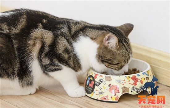 猫吃完饭为什么刨地