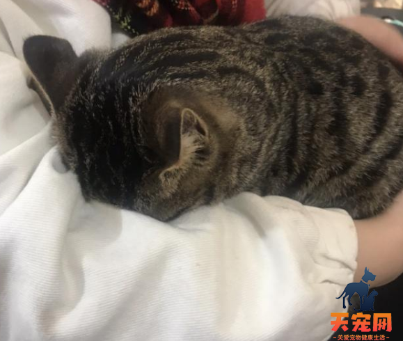 猫为什么喜欢闻人的手 小猫为什么喜欢闻我的手