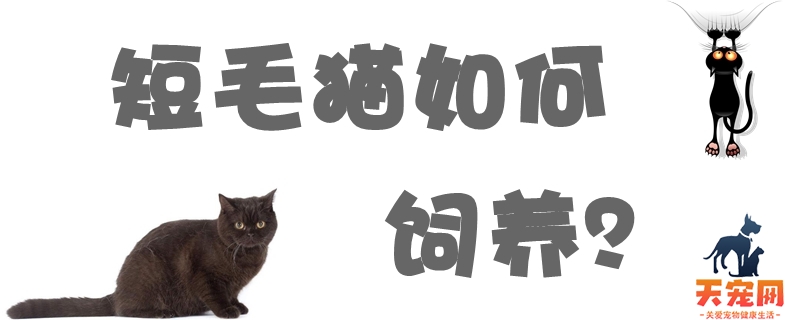 短毛猫如何饲养