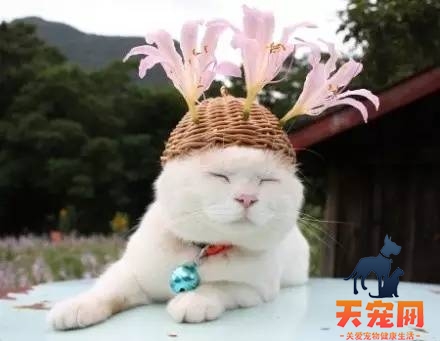 橘猫为什么喜欢吃花 猫猫都是花痴