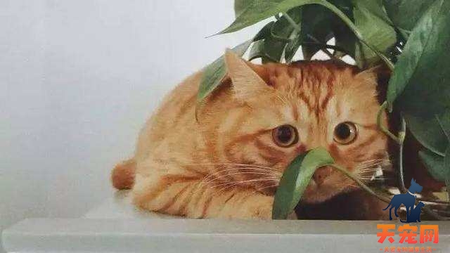 橘猫为什么喜欢吃草 帮助猫消化
