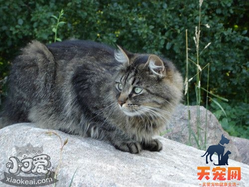 西伯利亚猫怎么养 猫咪生活习性介绍