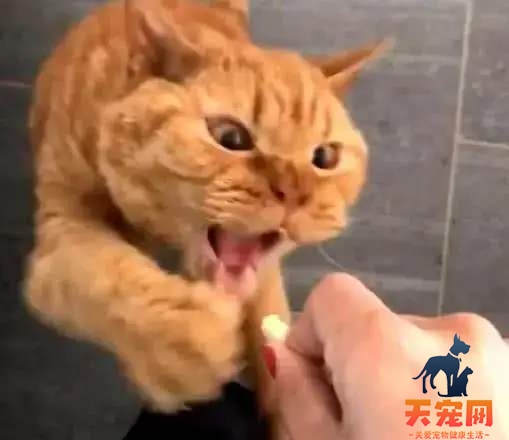 橘猫为什么突然咬人 通常是和人玩耍