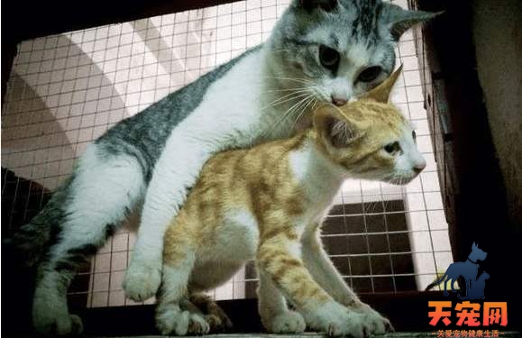 公猫为什么总是要咬小猫脖子 大猫为什么咬小猫脖子