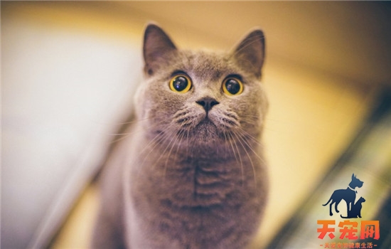 如何预防猫得肠胃炎 猫咪的饮食健康很重要