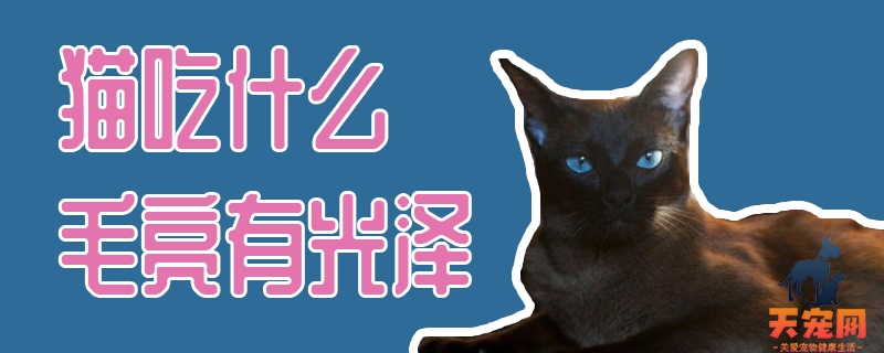 猫吃什么毛亮有光泽