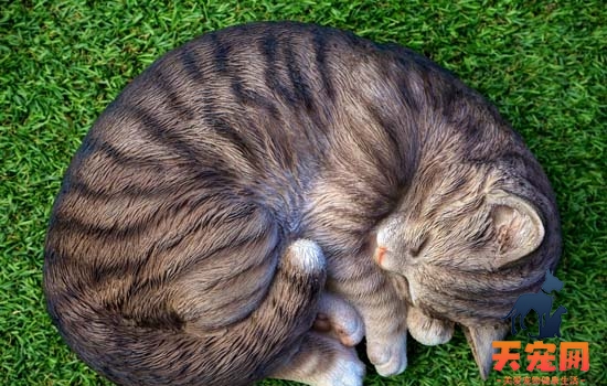 狸花猫喜欢挨着人睡觉吗 狸花猫喜欢挨着人睡觉