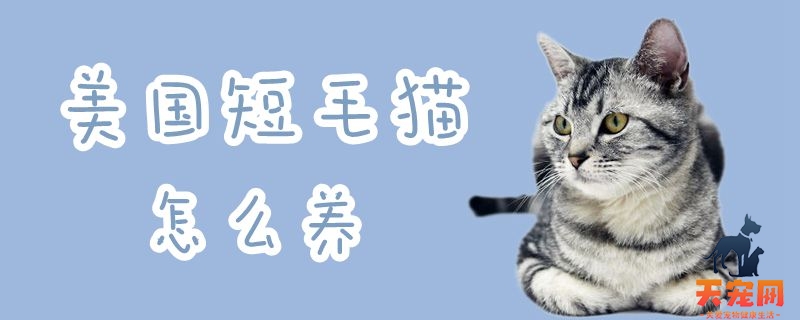 美国短毛猫怎么养