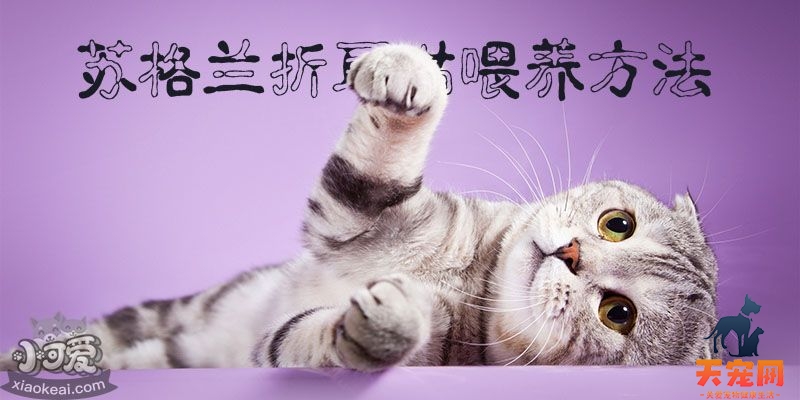 苏格兰折耳猫喂养方法