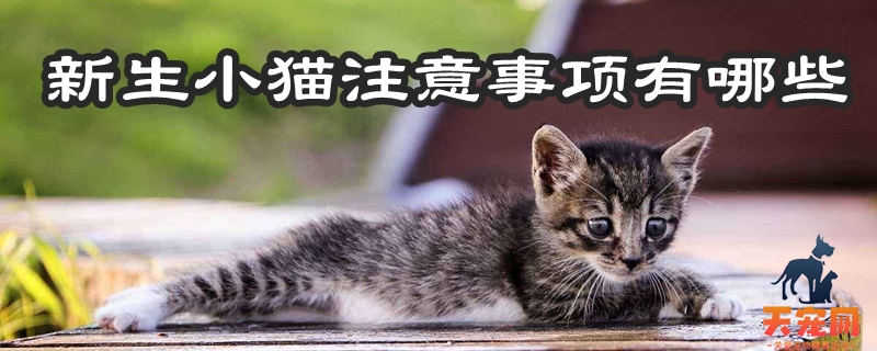 新生小猫注意事项有哪些