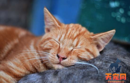 小猫为什么会喜欢和人睡觉