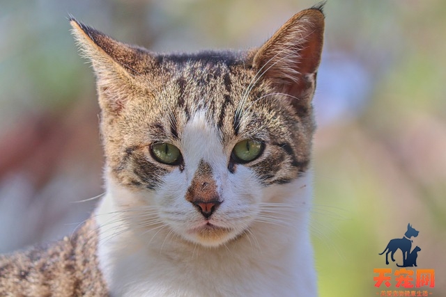 猫上火的症状有哪些 猫上火如何有效降火