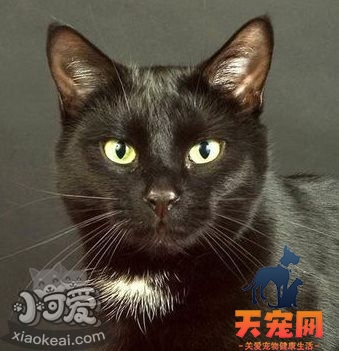 猫咪性格怎么判断 根据猫咪毛色判断性格3