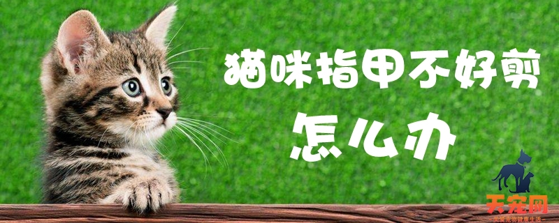 猫咪指甲不好剪怎么办