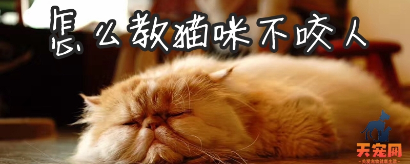 怎么教猫咪不咬人