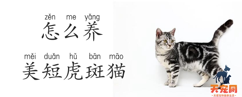 怎么养美短虎斑猫