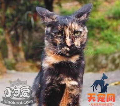 猫咪性格怎么判断 根据猫咪毛色判断性格5