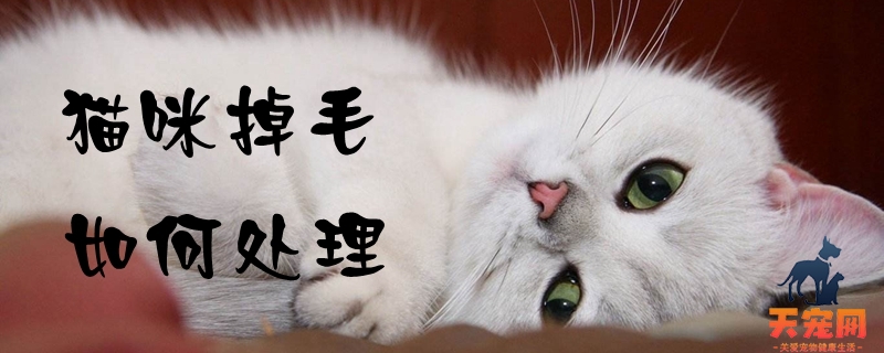 猫咪掉毛如何处理