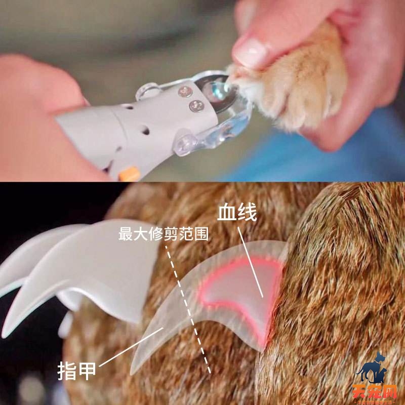 猫咪血线怎么看 猫咪血线在哪怎么看