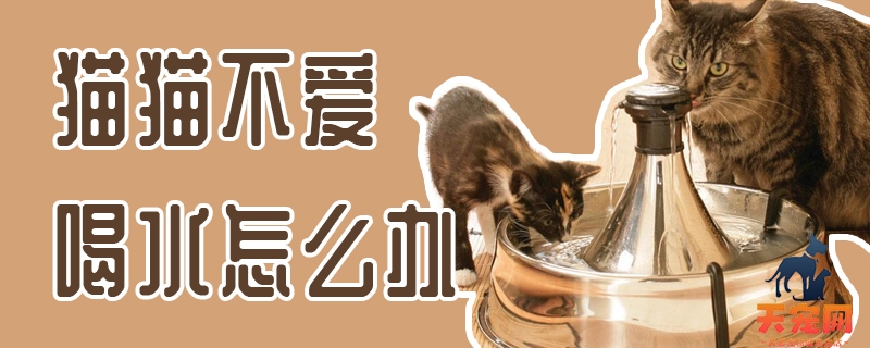 猫猫不爱喝水怎么办