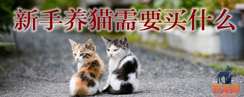 新手养猫需要买什么