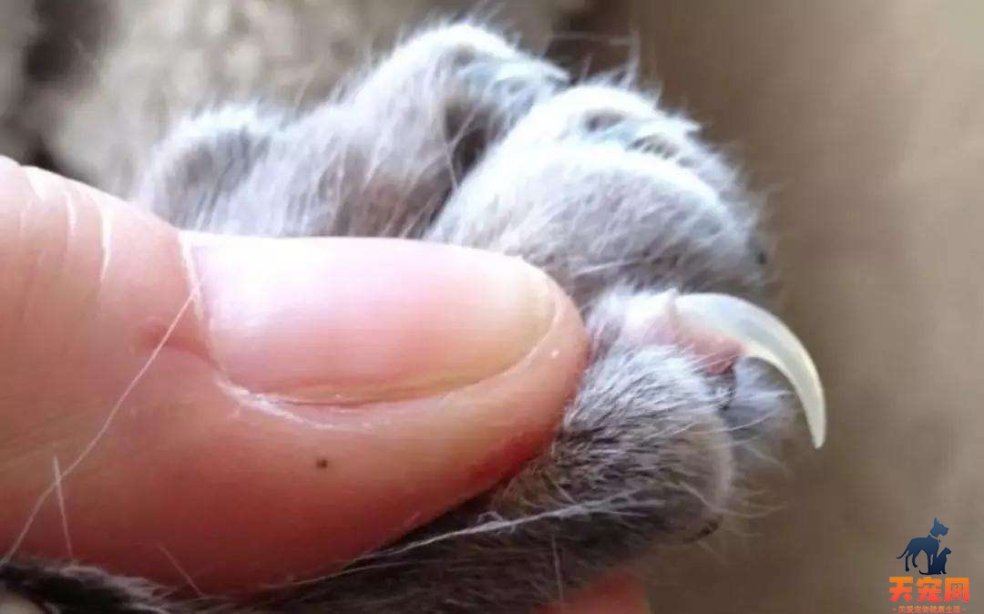 小猫多大可以剪指甲 怎么给小猫剪指甲