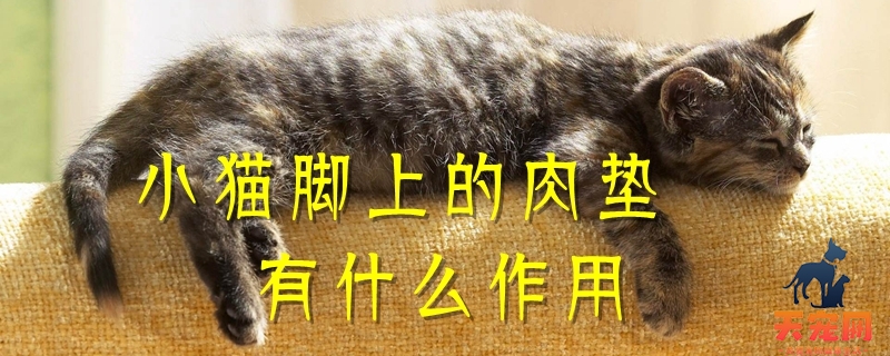 小猫脚上的肉垫有什么作用