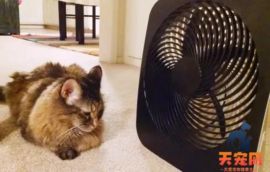 夏天养猫要开空调吗 你知道猫最喜欢的温度是多少吗