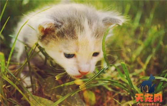 猫拉绿色的便便 猫咪吃草有哪些好处