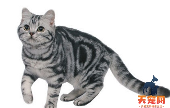 猫补充纤维素怎么补充 纤维素对猫重要吗？
