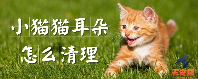 小猫猫耳朵怎么清理