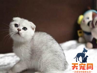 猫为什么会弓着腰走路 猫为什么走路总是弓着腰