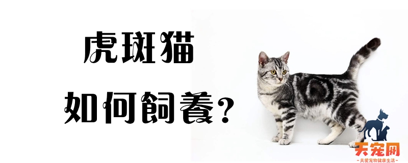 虎斑猫如何饲养