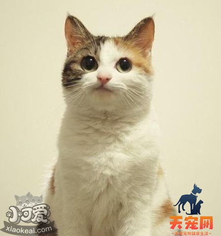 猫咪性格怎么判断 根据猫咪毛色判断性格6