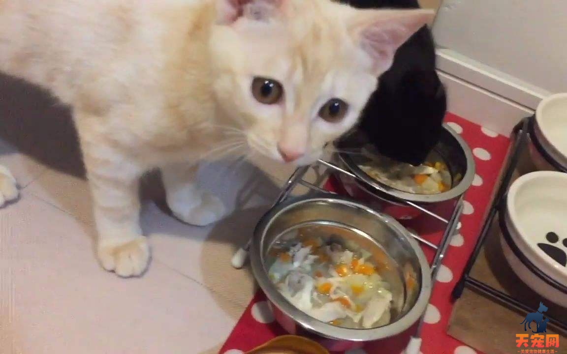 猫长期吃自制猫饭健康吗 猫长期吃自制猫饭好吗