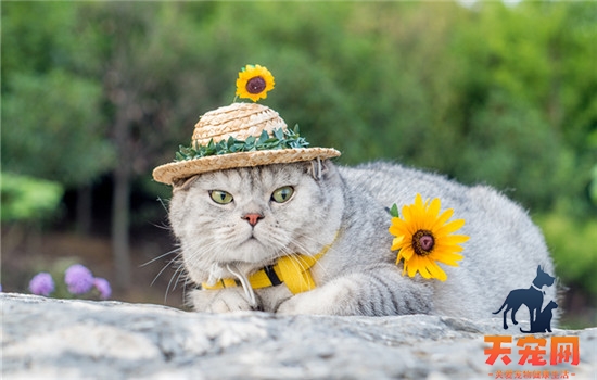 打猫屁股会造成什么 打猫屁股会造成的现象