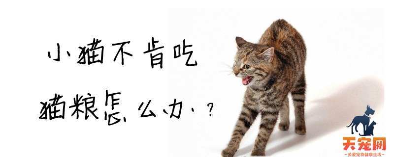 小猫不肯吃猫粮怎么办