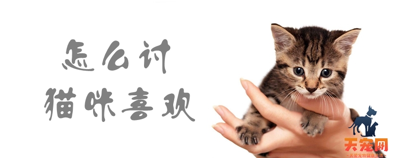 怎么讨猫咪喜欢