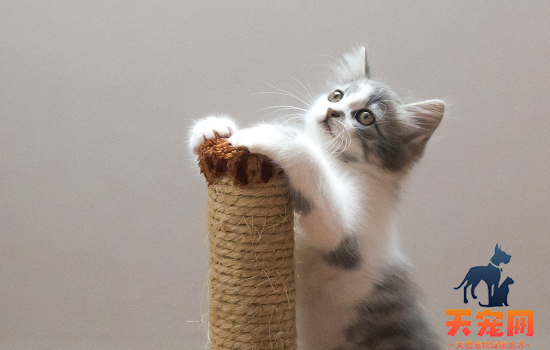 猫薄荷对猫有害处吗 猫薄荷对幼猫有害处吗