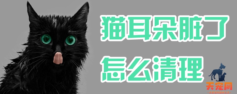 猫耳朵脏了怎么清理