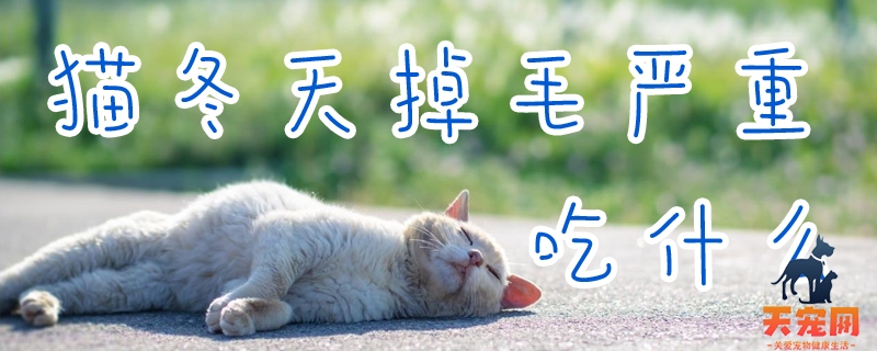 猫冬天掉毛严重吃什么