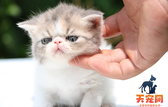 加菲猫是掉毛最严重的猫么 加菲猫掉毛比别的猫掉毛多