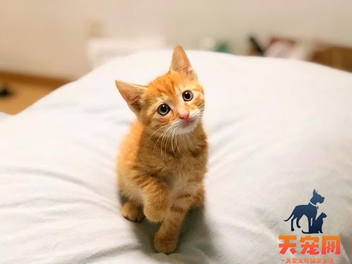 小橘猫为什么老咬人 从小养成了爱咬人的习惯