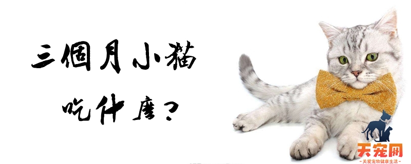 三个月小猫吃什么